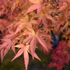 雨上がりの紅葉 2