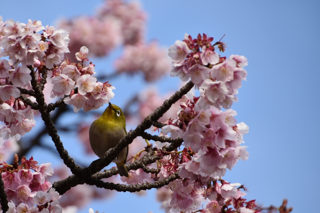 あたみ桜とメジロ