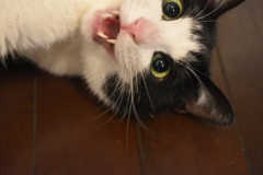 ウチの猫 撮り損ない…