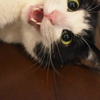 ウチの猫 撮り損ない…