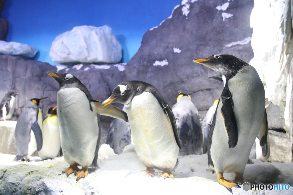 ジェンツーペンギントリオ