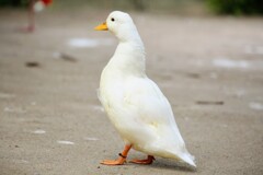 コールダック散歩