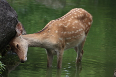 池で涼を取る奈良の鹿さん