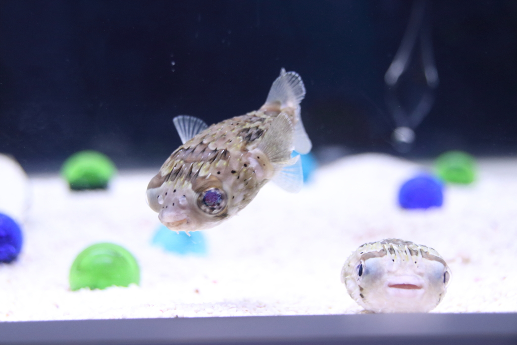 ハリセンボン