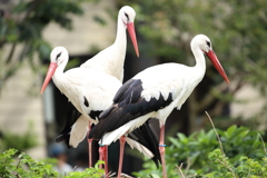 コウノトリオ
