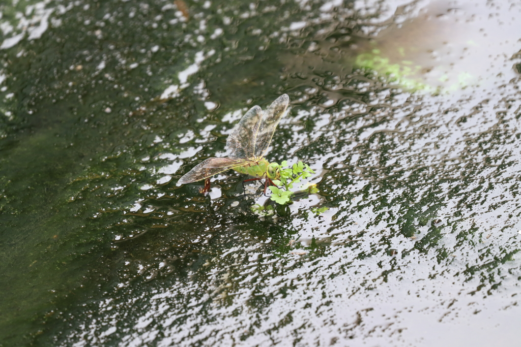 頑張るママさん？