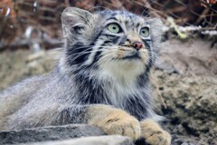 マヌルネコ1