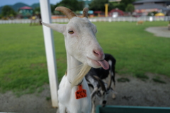 べーっ