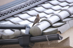 イソヒヨドリ♀１