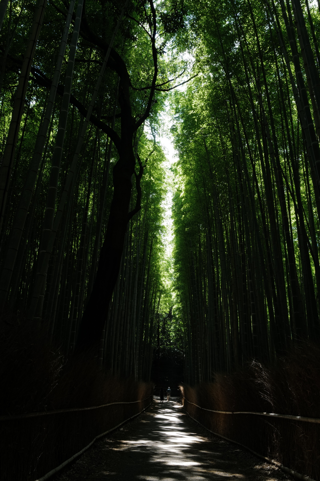 京都嵯峨野の竹林