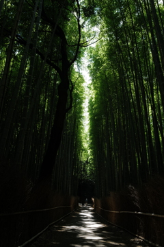 京都嵯峨野の竹林