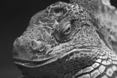 dragon eyes