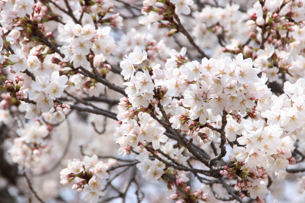 桜
