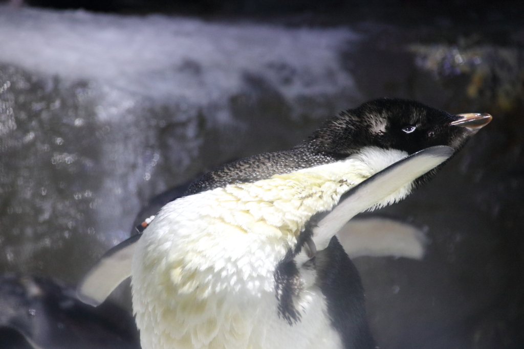 セクシーなアデリーペンギン
