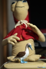 アオアシカツオドリWithイーティー1