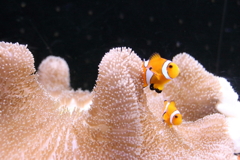 カクレクマノミ