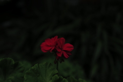 赤い花