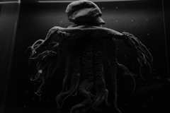 未確認生物（嘘）