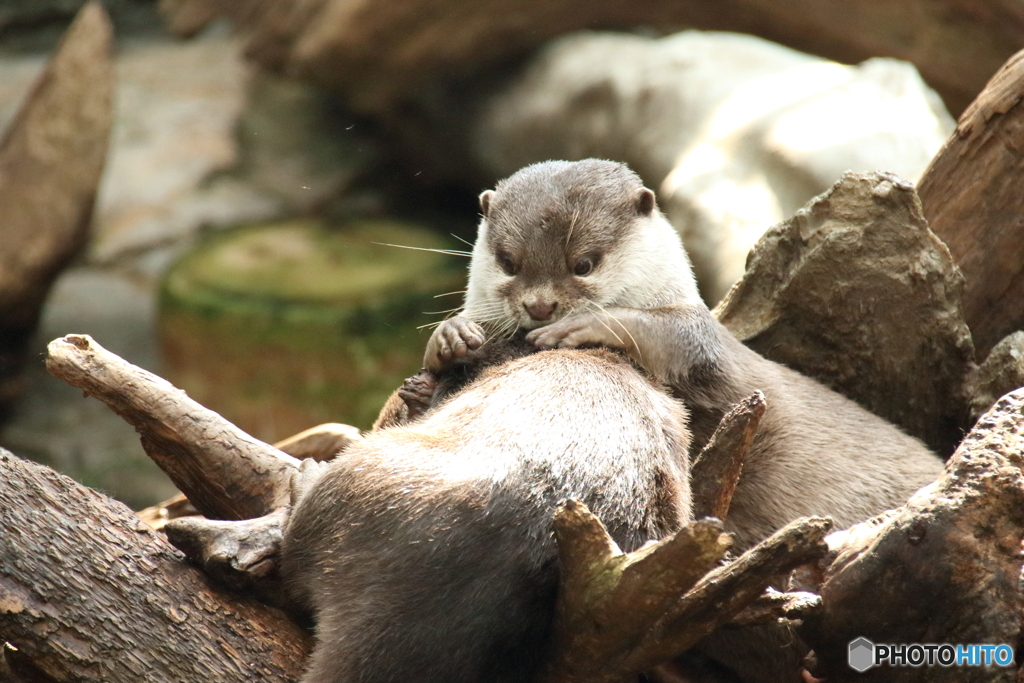コツメカワウソの毛づくろい