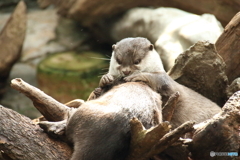コツメカワウソの毛づくろい