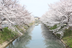 桜2