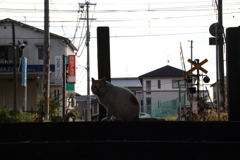 シルエット