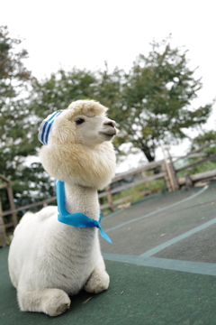 アルパカさん その1