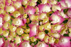 花弁