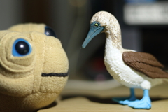 アオアシカツオドリWithイーティー2