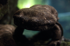 世界最大クラスの両生類