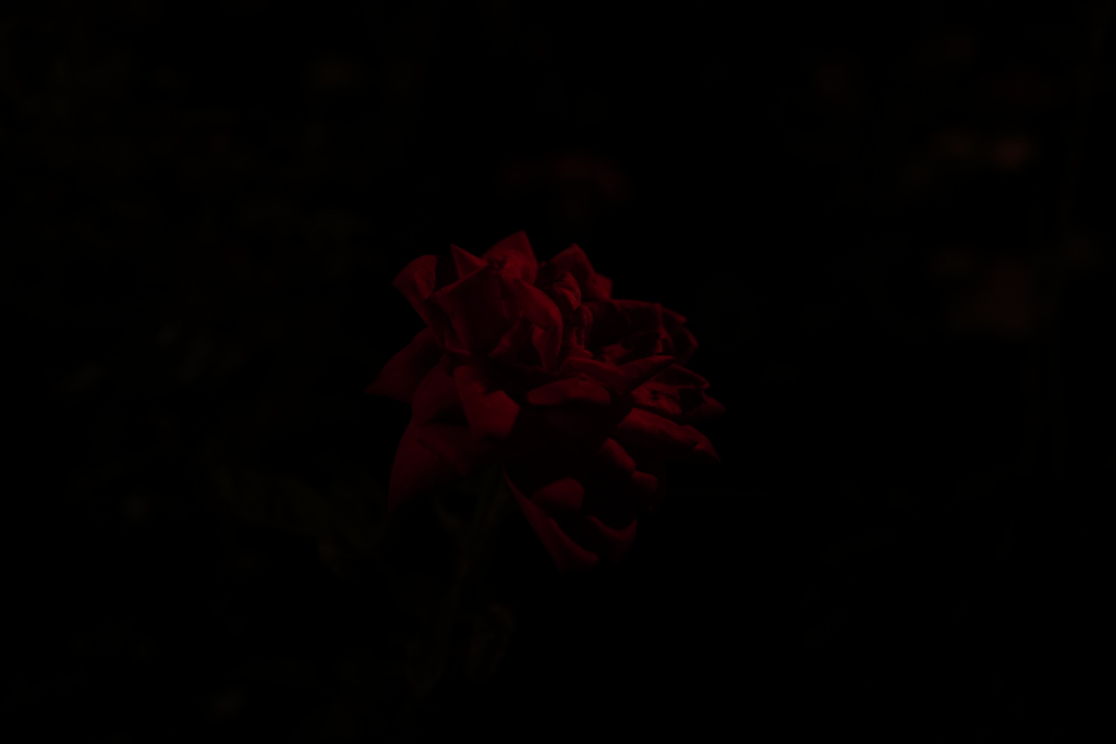 night rose