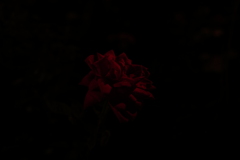 night rose