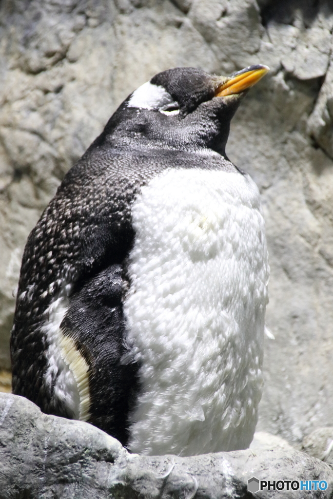 ふかふかジェンツーペンギン