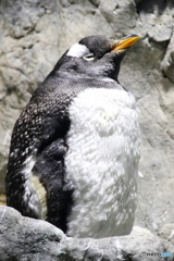 ふかふかジェンツーペンギン
