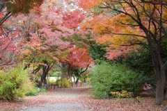 とある公園で