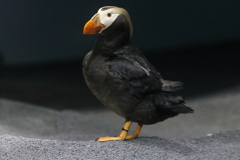 エトピリカ