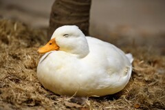 世界最小サイズのアヒルちゃん