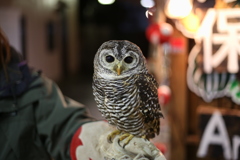 フクロウちゃん