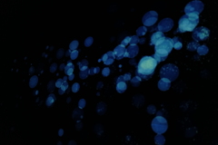 blue spot