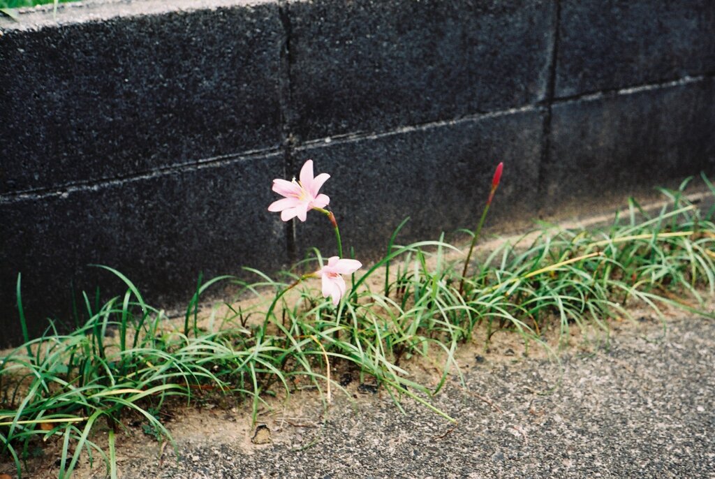 駐車場わきの花