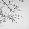 早春