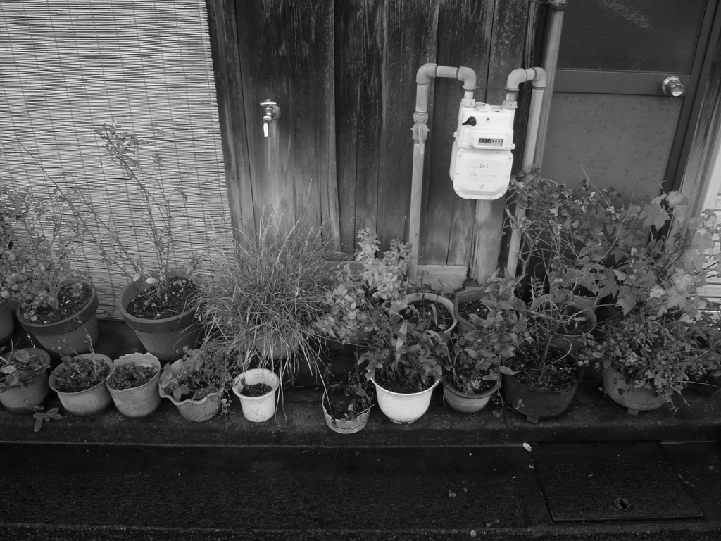 道端の鉢植えたち