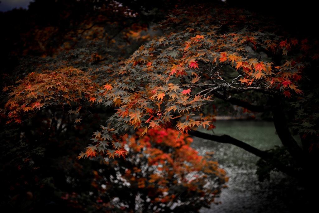 紅葉狩り