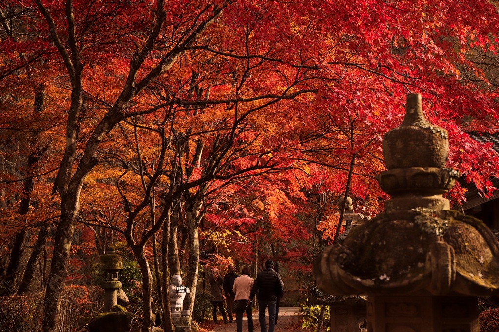 最後の紅葉