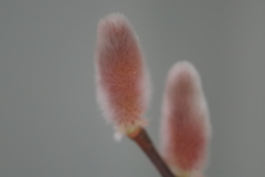 ピンクのねこやなぎ