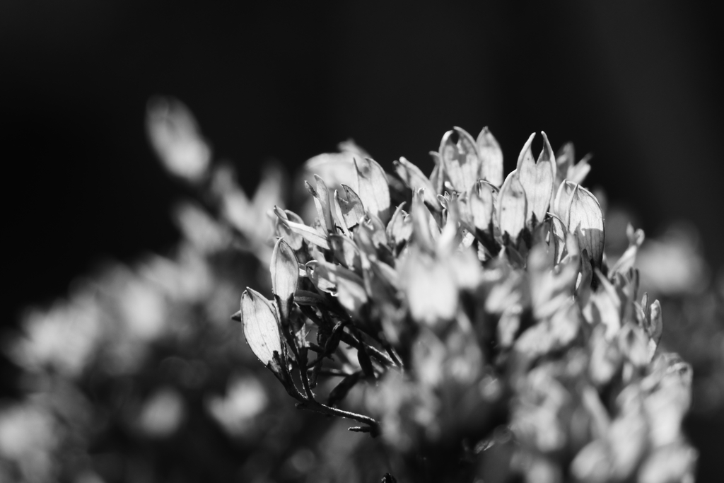 ブラボー＼(◎o◎)／！