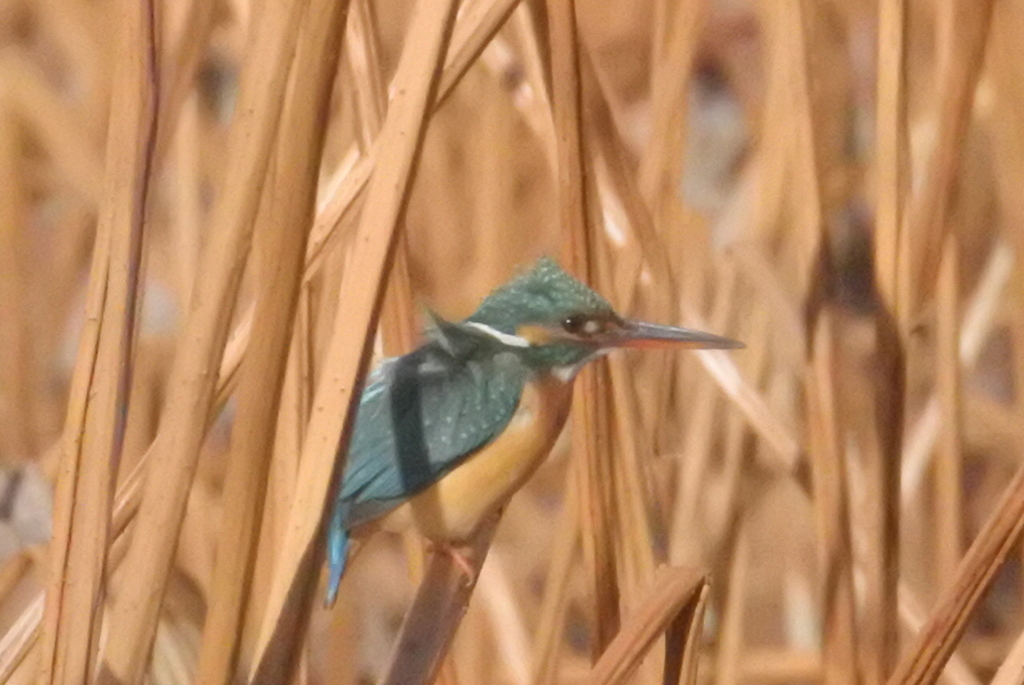 不忍池のカワセミ　風に煽られて