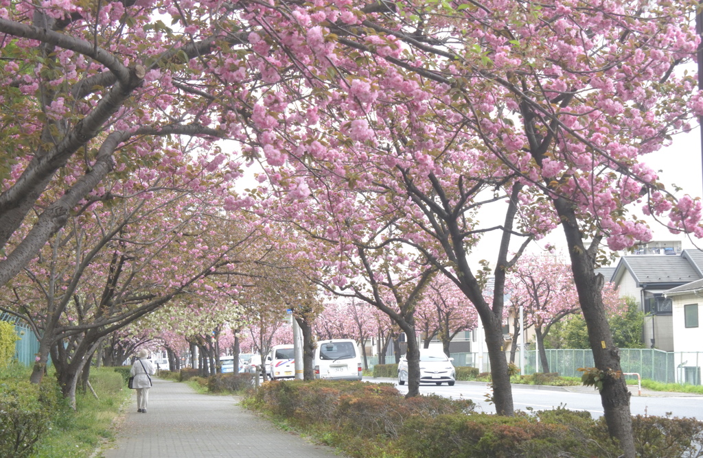 八重桜のトンネル