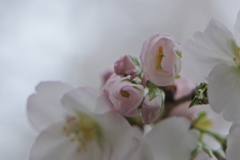 花開く時