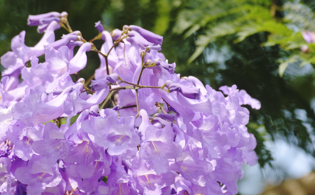憧れのジャカランダの花